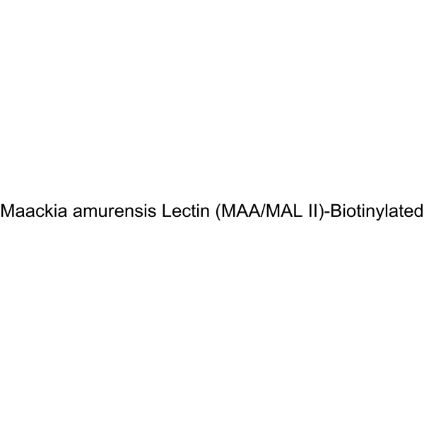 Maackia amurensis Lectin (MAA/MAL II)-Biotinylated